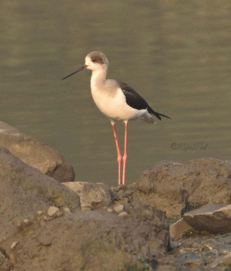 Black-Winged Stilt