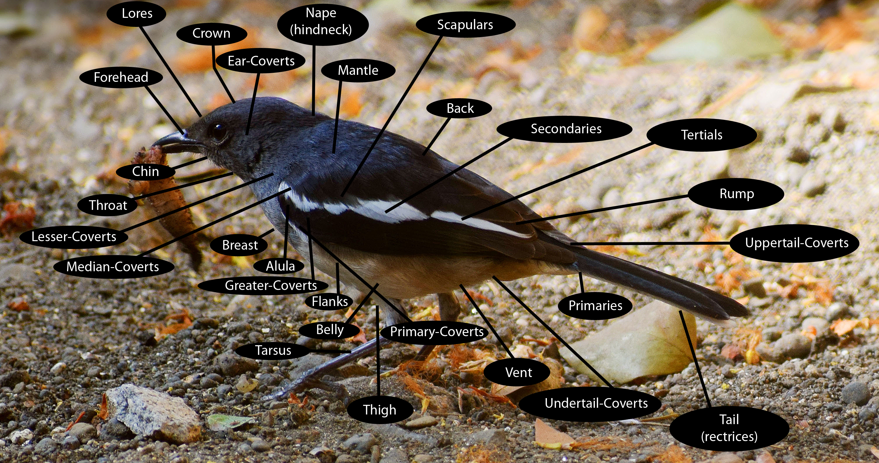Birds Descriptive Parts